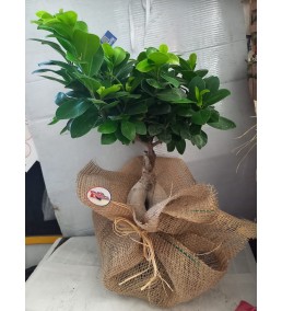 Bonsai İthal Büyük Boy 